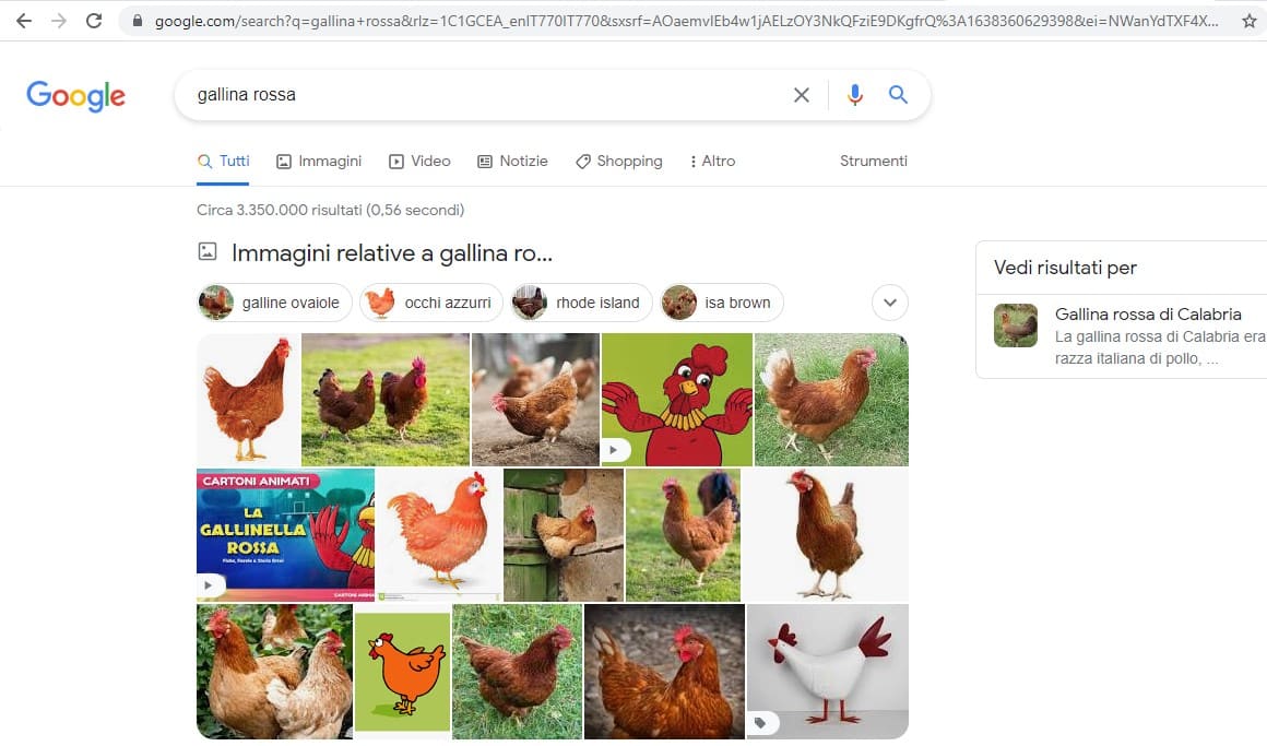 google immagini mostra le foto delle galline rosse